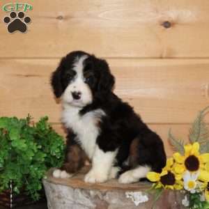 Apple – F1, Bernedoodle Puppy